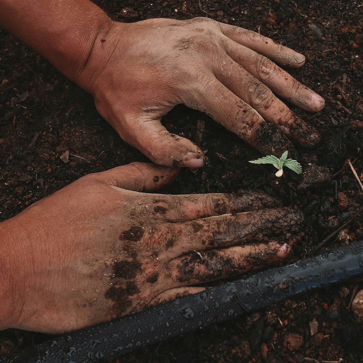 Hands planting a small seedling in soil